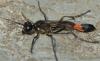 Ammophila sabulosa